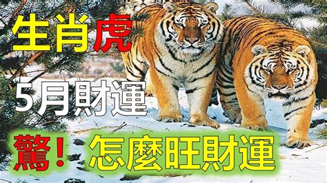 屬虎跟什麼生肖不合|屬虎和哪些屬相相剋 和誰天生不合